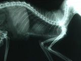 Radio d'un chat souffrant d'arthrose