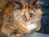 Un chat souffrant du sida