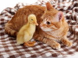Un chat roux allongé à côté d'un poussin sur une nappe