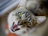 Un chat atteint de rage