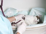 Un vétérinaire en train d'écouter la respiration d'un chat
