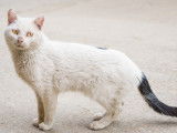 Un chat blanc avec une queue noir en mauvaise santé