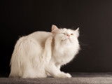 Un chat blanc à poil long se frottant les oreilles