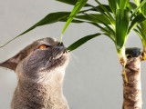 Un British Shorthair grignote des feuilles de yucca