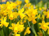 Un champ de jonquilles en fleurs