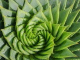 Un aloe vera en spirale vu de dessus