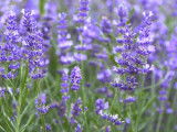 Vue proche de fleurs de lavande dans un champ