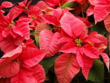 Du poinsettia rouge brillant