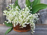 Un panier contenant de nombreux brins de muguet