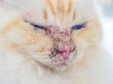 Vue proche du visage d'un chat avec un pemphigus foliacé sur le nez