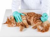 Comment savoir si son chat est malade, et que faire ?