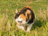 Un chat tricolore vomit de l'herbe dans un jardin
