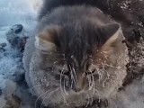 Un chat pris au piège dans de la neige en Russie