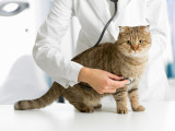 Une vétérinaire analyse la respiration d'un chat