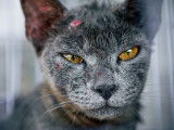 Tête d'un chat gris atteint de la gale sarcoptique