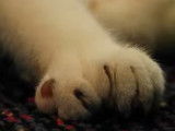 Daniel : le chat aux 26 doigts