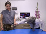 La toxoplasmose, dangereuse pour les femmes enceintes