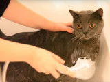 Un chat chartreux dans la baignoire....pour enlever des puces