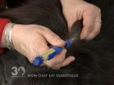 Les soins à offrir à un chat diabétique