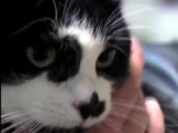 L'épilepsie chez les chats