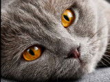 Le cannabis pour soigner son chat, est-ce une bonne idée ?