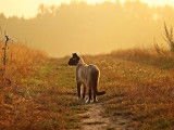 Un chat se promenant sur un sentier