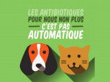 Les antibiotiques pour les chats