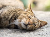Chat couché sur un muret