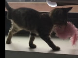 La vie d'un chat à trois pattes