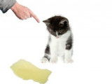 L'incontinence du chat âgé