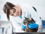 Une vétérinaire caressant un chat tigré