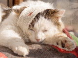 Un chat blessé avec un bandage sur la tête