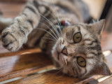 Un chat gris tigré allongé sur le sol