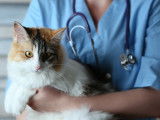 Un chat tricolore dans les bras d'une vétérinaire