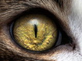 La rétine d'un chat souffrant d'atrophie progressive