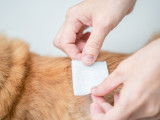 Une femme pose un pansement sur un chat roux