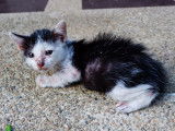 Petit chat noir et blanc souffrant de la gale