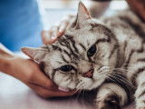 Un chat tigré souffrant d'une pancréatite