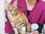 Un chat tigré dans les bras de sa vétérinaire