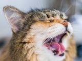 Un chat à poil long qui baille fort