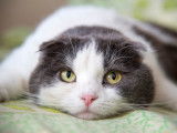 Un chat malade allongé sur un canapé
