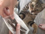 Les effets du matatabi sur les chats en images