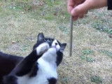 Les chats japonais aussi aiment le matatabi