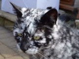 Le vitiligo chez le chat