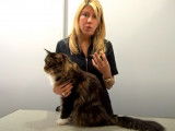 Comment choisir un bon vermifuge pour mon chat