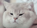 Mon chat est constipé : que puis-je faire ?