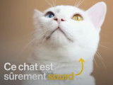 Pourquoi les chats blancs sont-ils souvent sourds ?