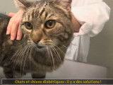 Le diabète touche aussi les chiens et les chats