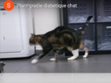 Un chat diabétique souffrant de plantigradie