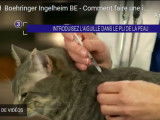 Comment faire une piqûre d'insuline à son chat